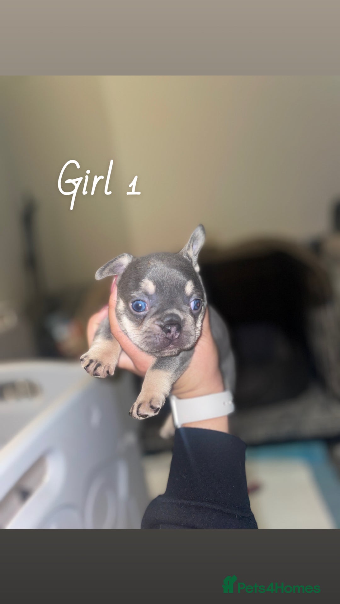 French Bulldog dogs for sale: 2 gorgeous lilac and tan french bulldogs  - Advert 11