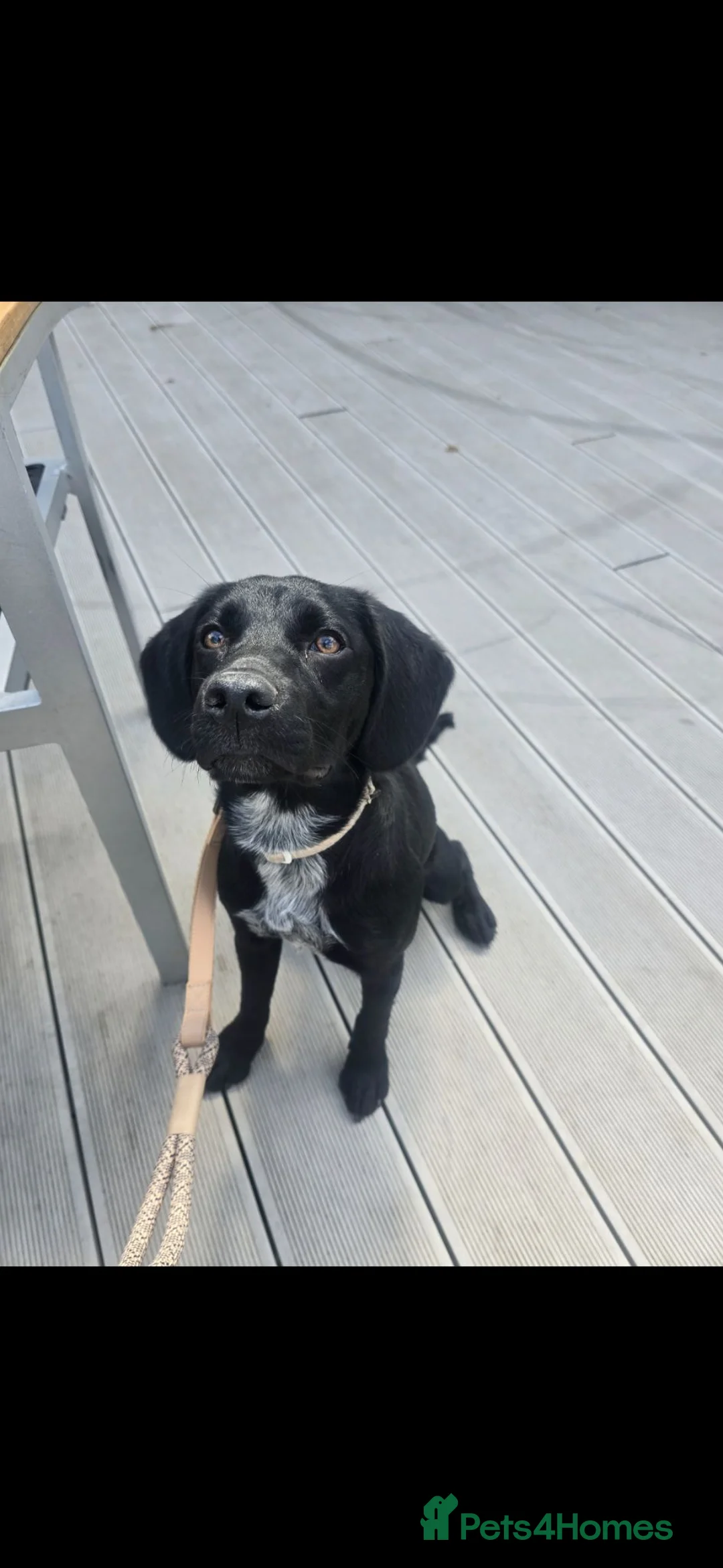 Sprocker dogs for sale: Female Sprocker in Southwold - Advert 2