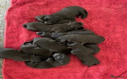 German Shepherd dogs for sale: German shepherd puppies for sale  - Image 8