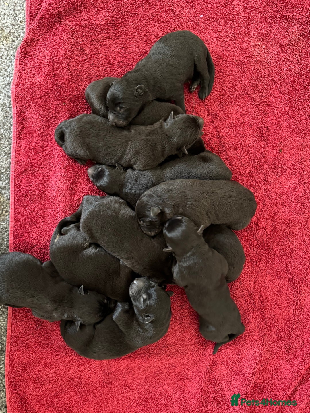 German Shepherd dogs for sale: German shepherd puppies for sale  - Image 8