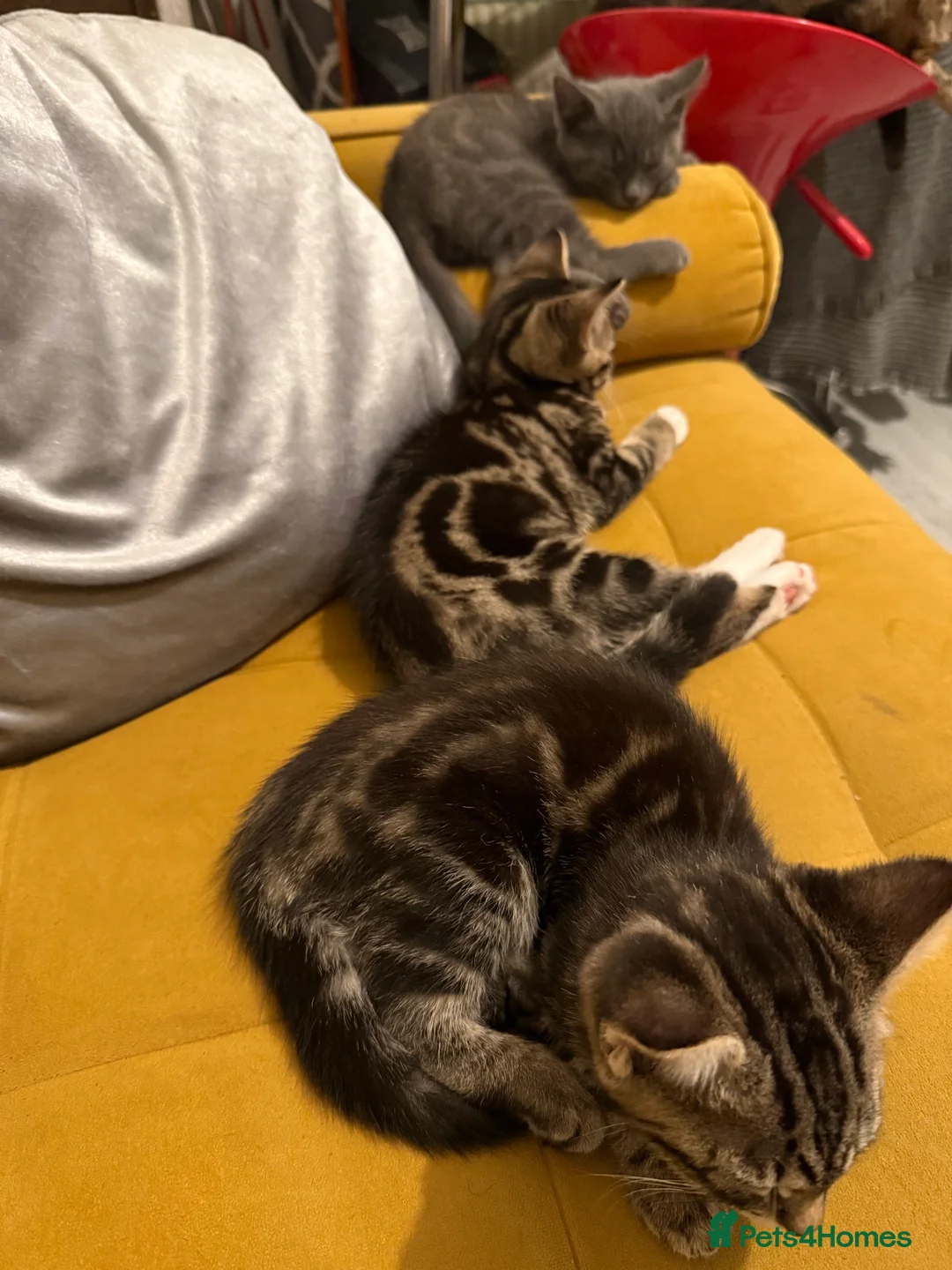 British Shorthair cats for sale: 3 cute and friendly kittens. 1 grey, 2 tabby - Advert 13