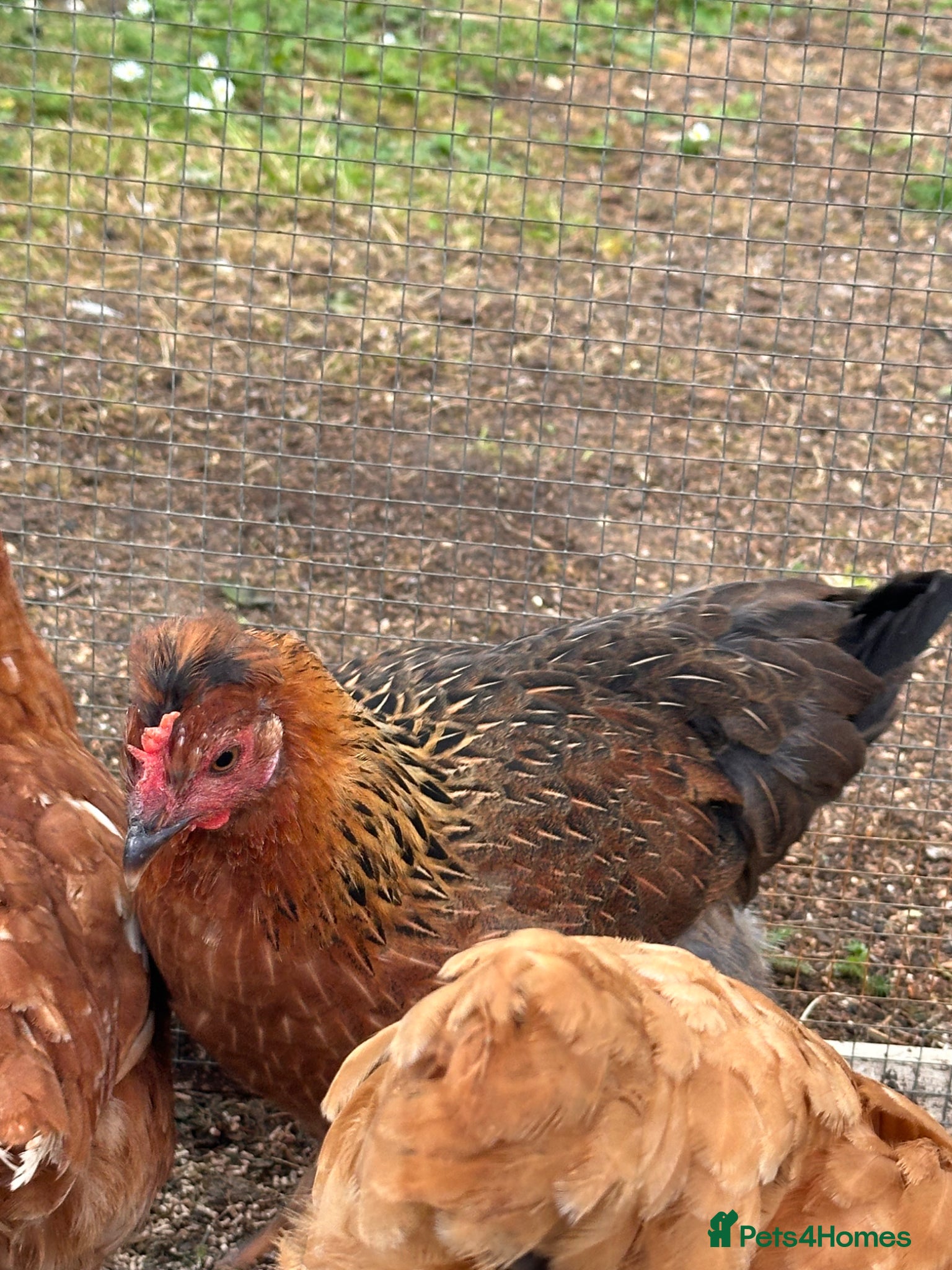 Chickens poultry Oprington/Araucana/ Pekin Bangam/ Hybrid  - Advert 1