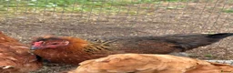Chickens poultry for sale: Oprington/Araucana/ Pekin Bangam/ Hybrid  in Aylesbury - Advert 1