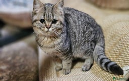 Mixed Breed cats for sale: Beautiful British Shorthair Tabby Female Kittens - Image 16