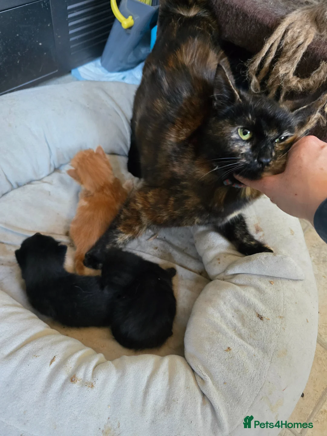 Mixed Breed cats for sale: Cute chunky kittens - Advert 7