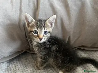 Bengal cats STUNNING MIXED BENGAL BOY & GIRL! - Advert 8