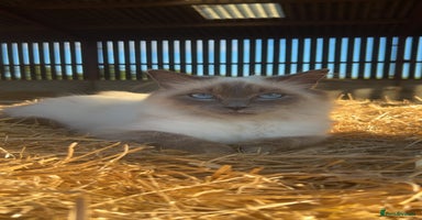 Ragdoll cats - Advert 5