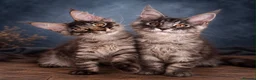 Maine Coon cats for sale: Ready to go ☺️ - Advert 6