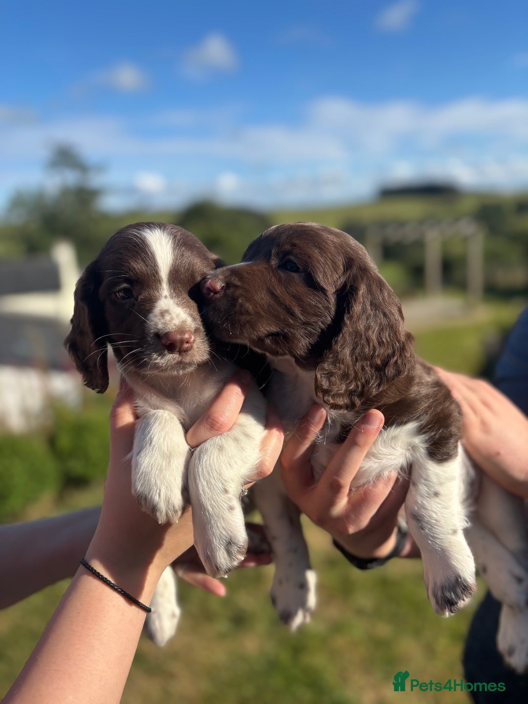 English Springer Spaniel dogs for sale: English Springer Spaniels - Image 10