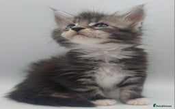 Maine Coon cats for sale: Full pedigree Maine coon  - Image 11