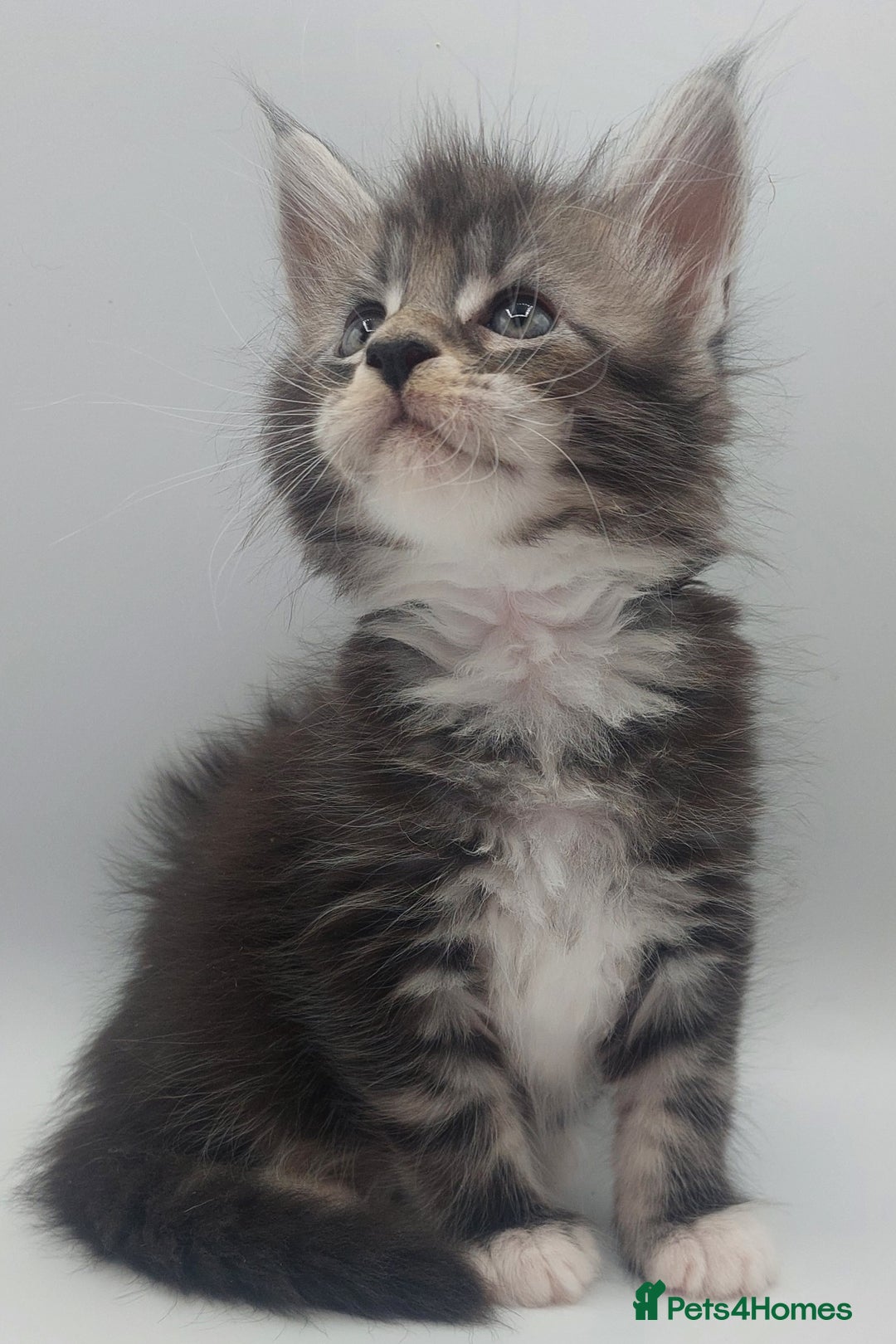 Maine Coon cats for sale: Full pedigree Maine coon  - Image 11