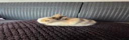 French Lop rabbits for sale: Mini Lop/Teddy Lionhead - Advert 8