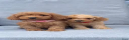 Cockapoo dogs for sale: Beautiful F1 cockapoos  - Advert 9