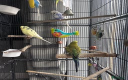 Budgerigars birds for sale: 6 Boys Budgies - Image 2
