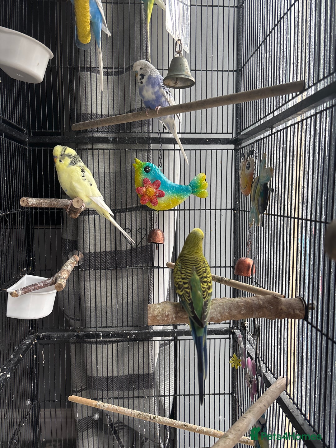 Budgerigars birds for sale: 6 Boys Budgies - Image 2