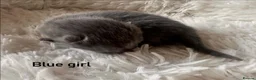British Shorthair cats for sale: British Shorthair kittens  - Advert 9
