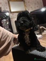 Cockapoo dogs F1b Cockapoo puppies only 3 left ready now - Advert 2