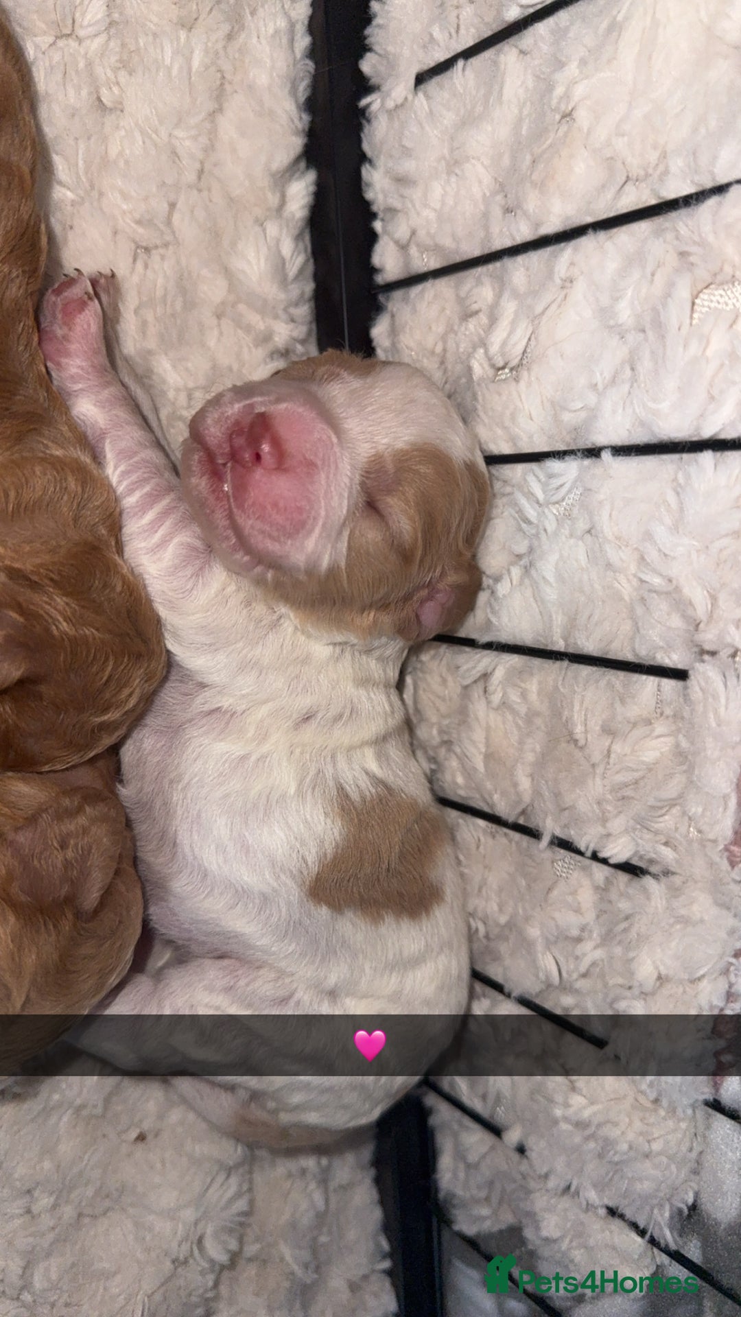 Cocker Spaniel dogs for sale: 7 beautiful cocker spaniel puppies 🩷💙 - Advert 11