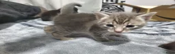 Mixed Breed cats for sale: 4 CUTE KITTENS FOR SALE!  - Advert 4
