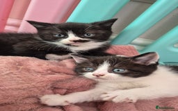 Mixed Breed cats for sale: British short hair cross  - Image 10