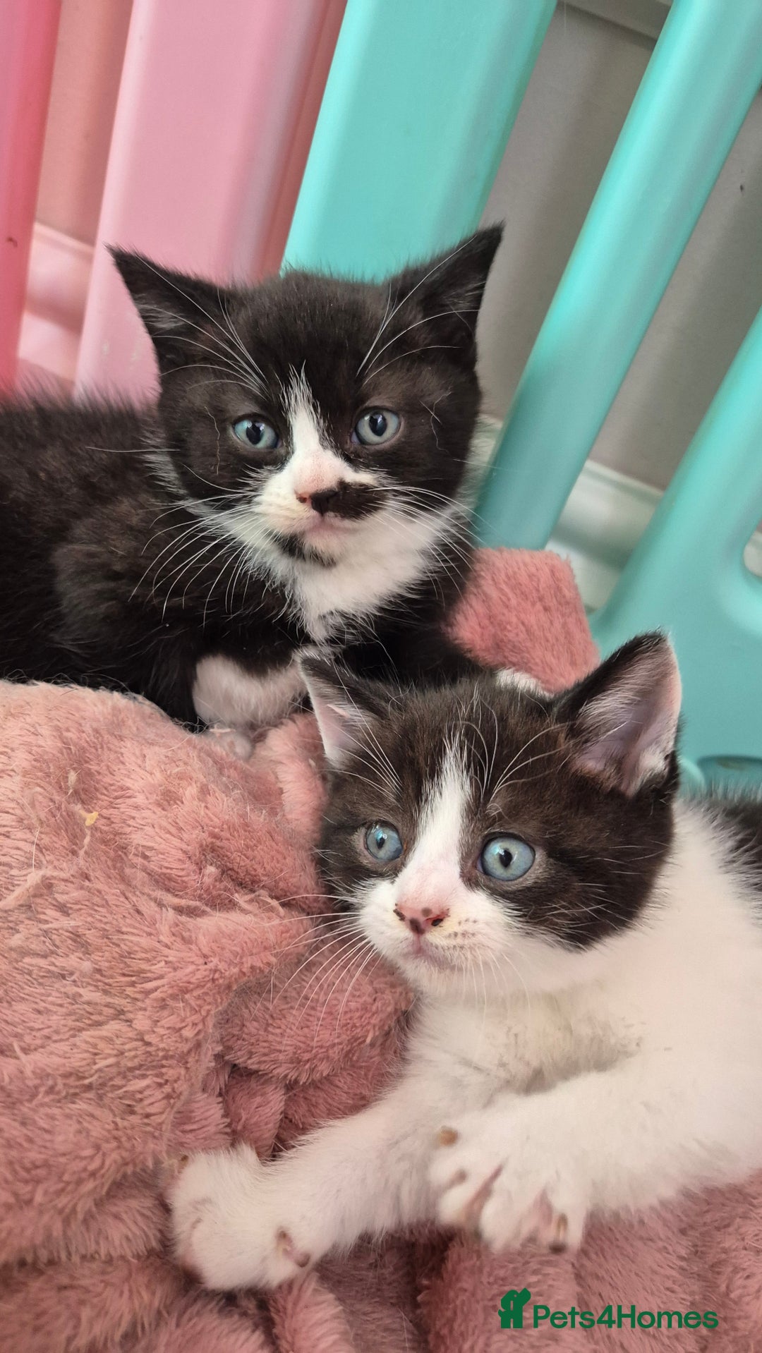 Mixed Breed cats for sale: British short hair cross  - Image 10