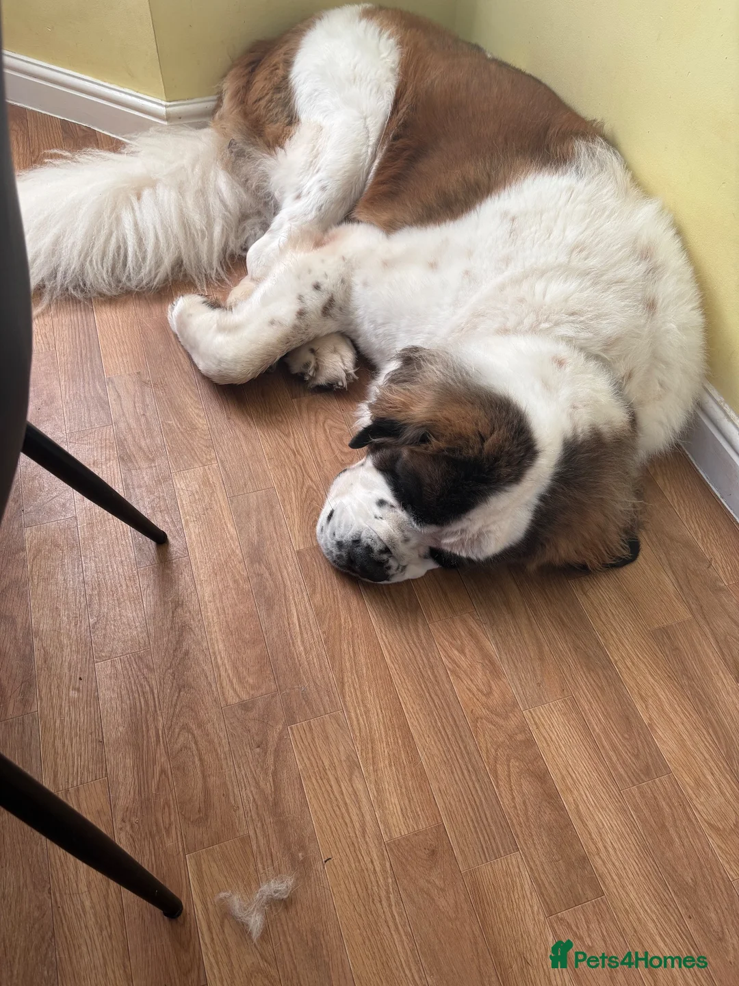 Saint Bernard dogs for sale: Saint Bernard female - 4 years old  - Advert 2