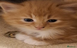 Mixed Breed cats for sale: 4 gorgerous kittens - Image 23