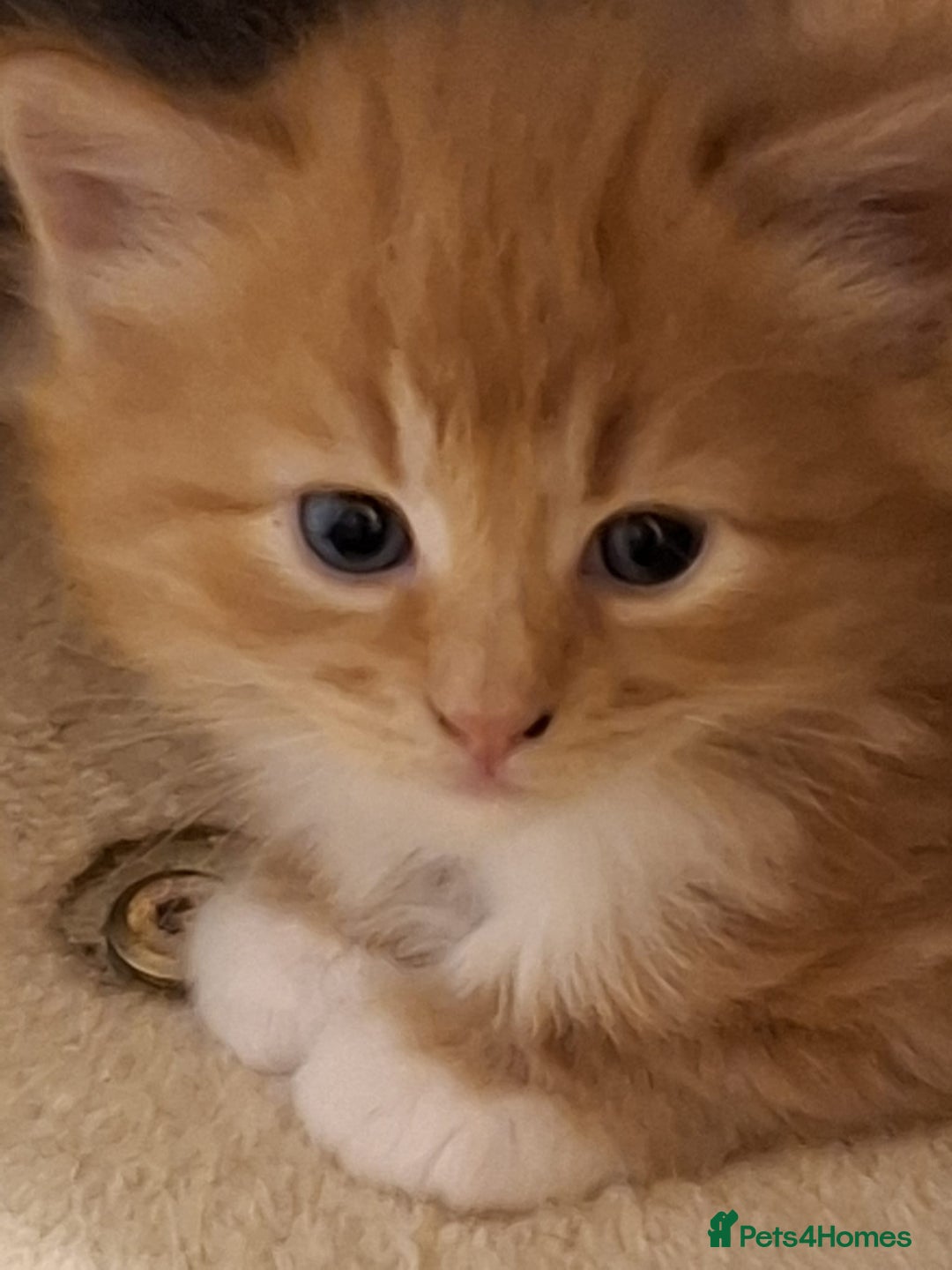 Mixed Breed cats for sale: 4 gorgerous kittens - Image 23