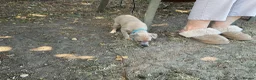 Italian Greyhound dogs for sale: Gorgeous Kc reg Italian greyhound  - Advert 37