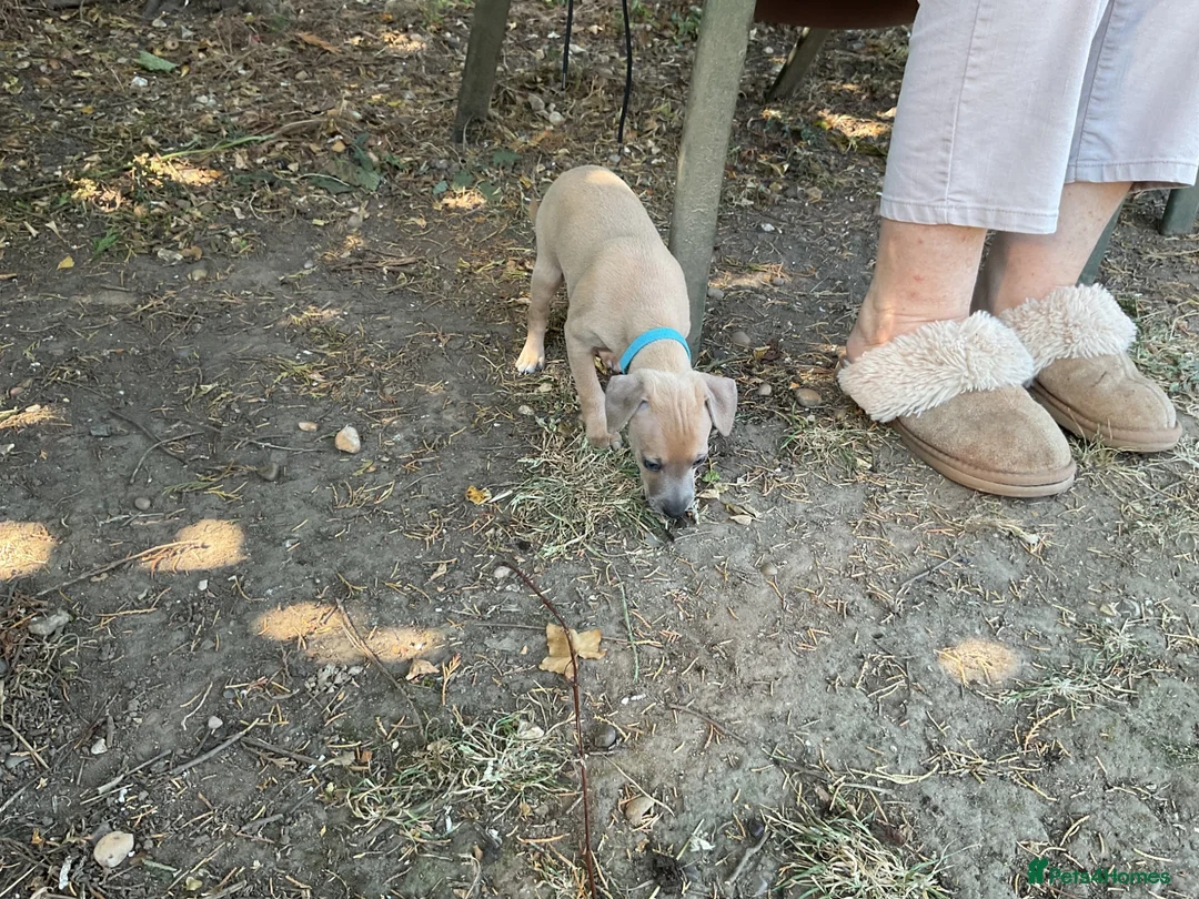 Italian Greyhound dogs for sale: Gorgeous Kc reg Italian greyhound  - Advert 37