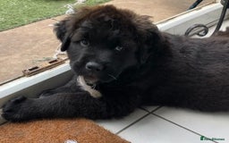 Mixed Breed dogs for sale: Central Aisian Shepard x Rottweiler - Image 18