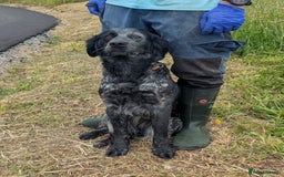English Setter dogs for adoption: Pili  - Image 3