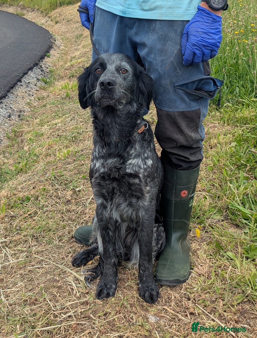 English Setter dogs for adoption: Pili  - Image 3
