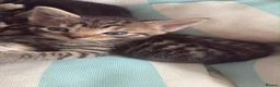 Mixed Breed cats for sale: Gorgeous male kittens  - Advert 12
