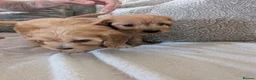 Cavapoo dogs for sale: Adorable F1 Cavapoos puppies  - Advert 3
