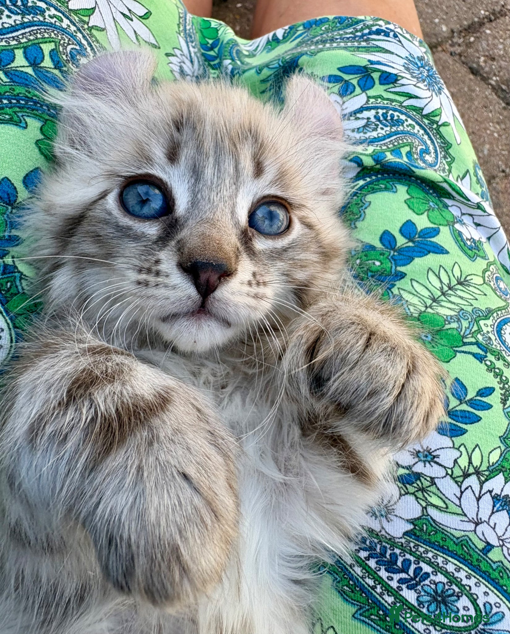 Keetso cats Superb very rare polydactyl curled eared keetsos  - Advert 1