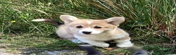 Welsh Corgi Pembroke dogs for sale: Super Freindly Welsh Pembroke Corgi - Advert 2