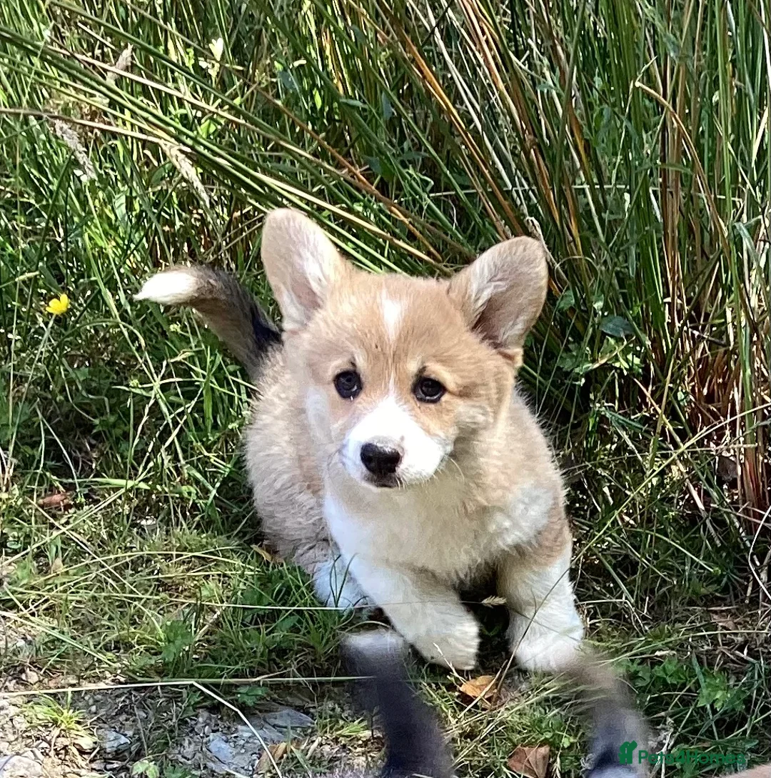 Welsh Corgi Pembroke dogs for sale: Super Freindly Welsh Pembroke Corgi - Advert 2