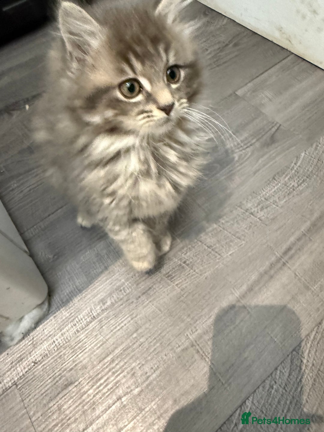 Mixed Breed cats for sale: Kittens for sale  - Advert 5