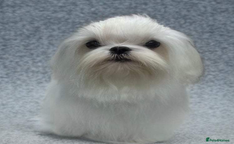 Maltese dogs - Advert 10