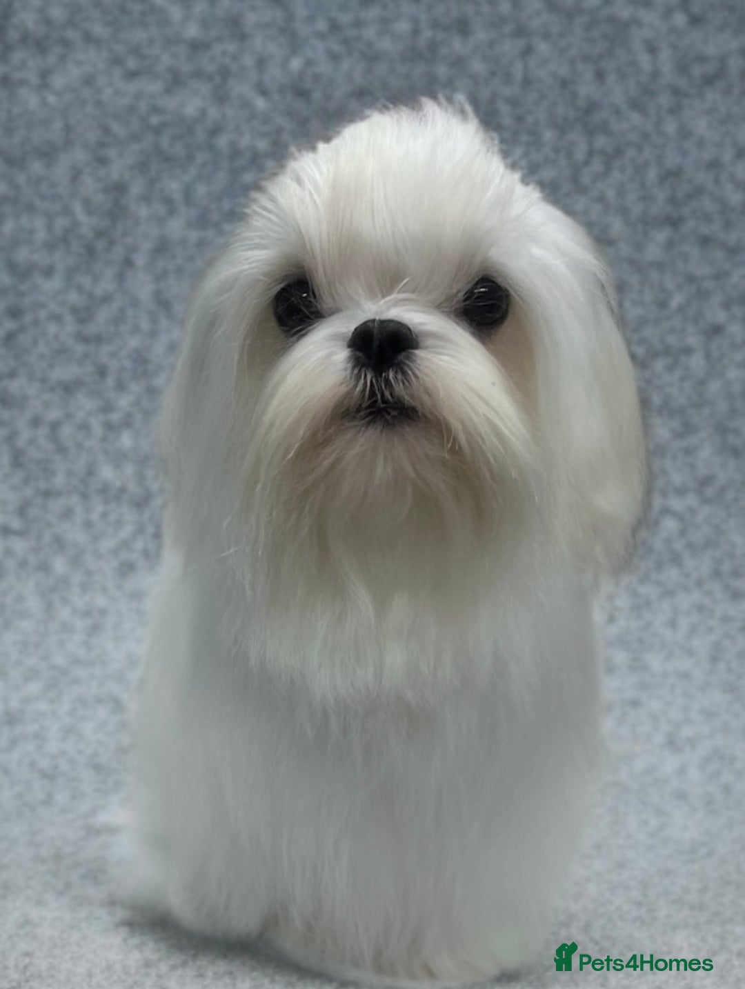 Silky Hair Maltese Dog Small White Dogs Maltipoo Beautiful Little