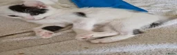 Mixed Breed cats for sale: Adorable kittens for sale  - Advert 16