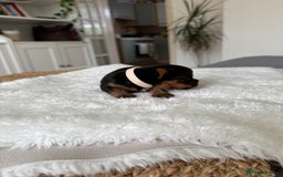Yorkshire Terrier dogs for sale: ❤️Miniature yorkshire terrier puppies ☘️ - Image 19