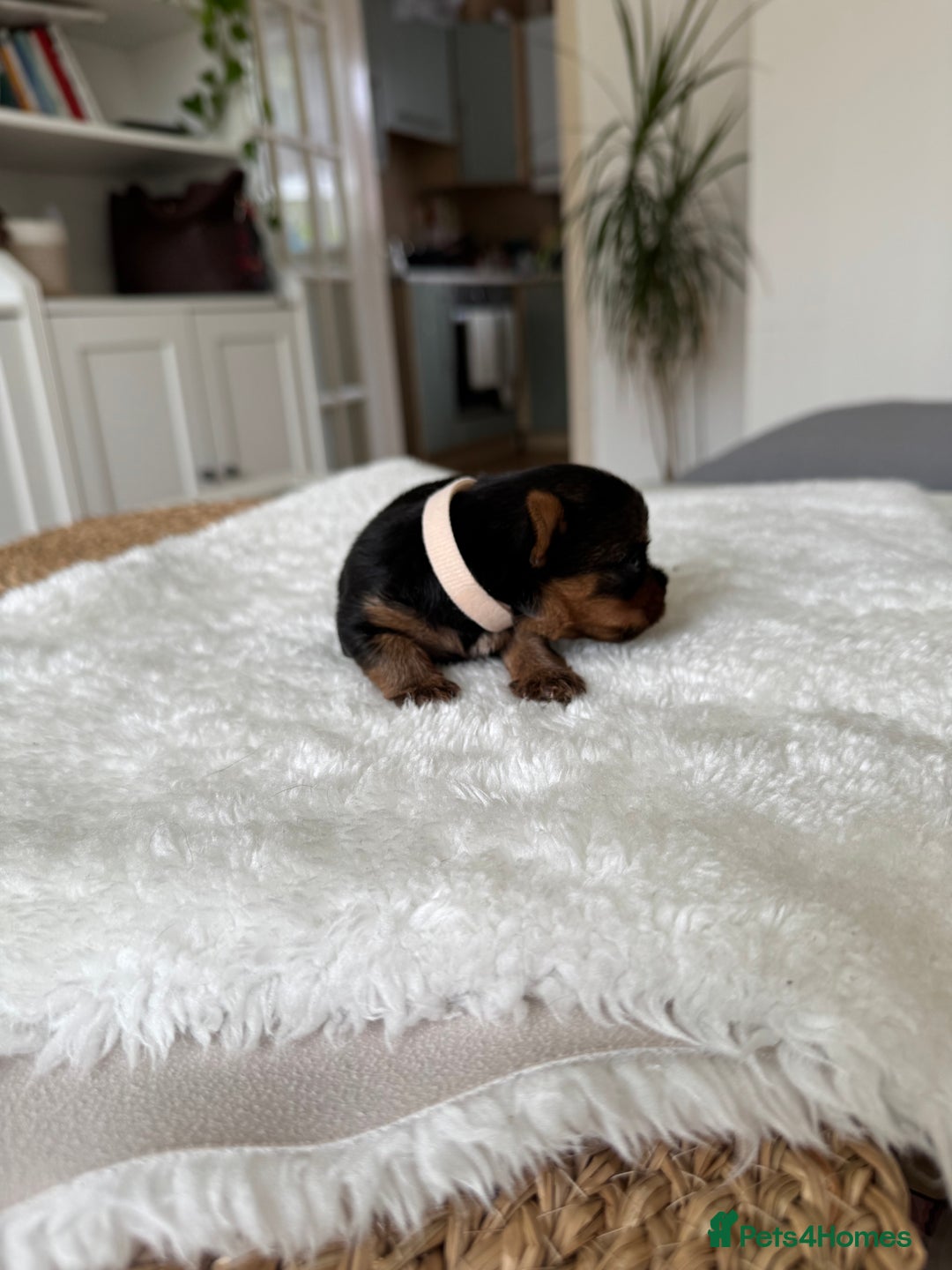 Yorkshire Terrier dogs for sale: ❤️Miniature yorkshire terrier puppies ☘️ - Image 19