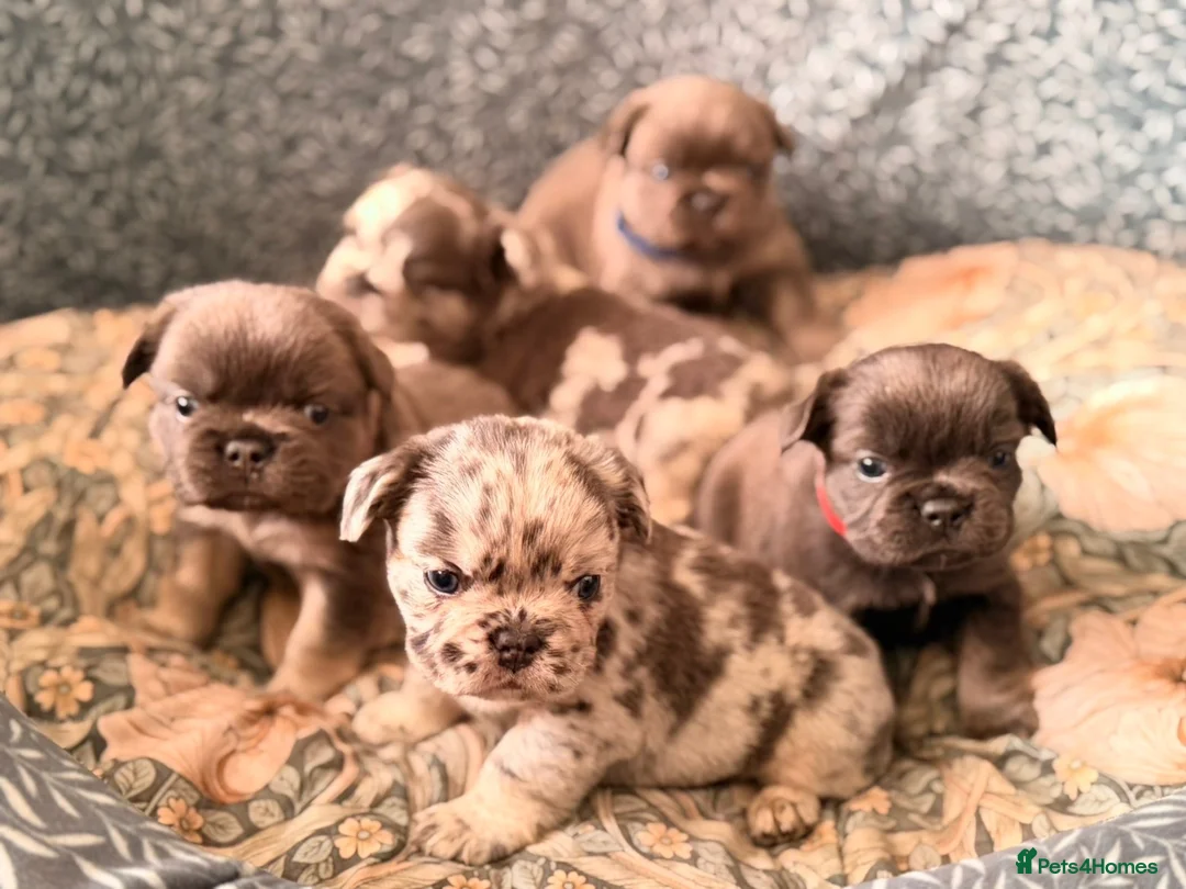 French Bulldog dogs for sale: Super fluffy frenchies in Wolverhampton - Advert 10