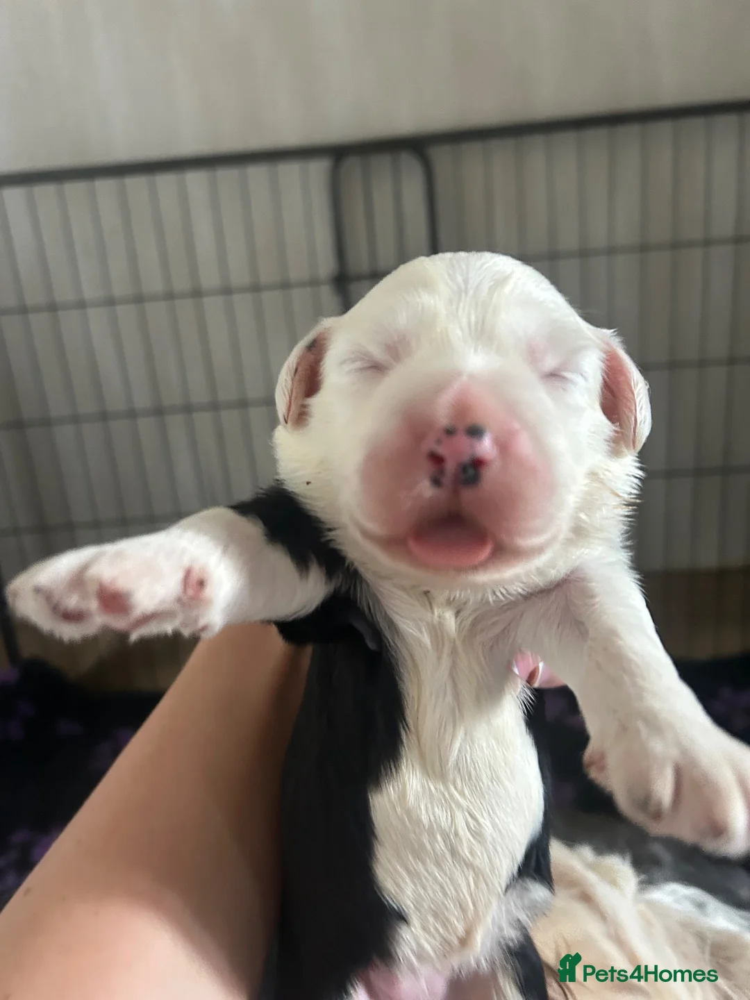 Old English Sheepdog dogs for sale: Old English sheepdog puppies! 2 girls available  - Advert 2