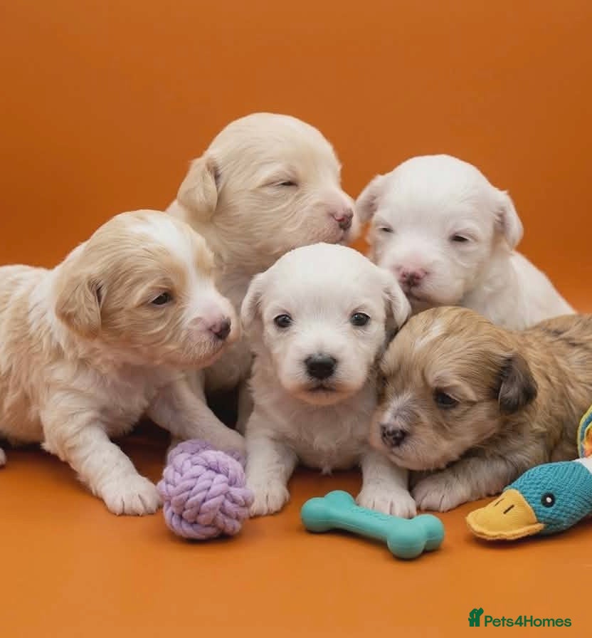 Maltipoo dogs White, Parti & Merle Maltipoo Puppies  - Advert 7