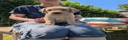 Labrador Retriever dogs for sale: Beautiful, happy Labrador puppies in Ledbury - Advert 2