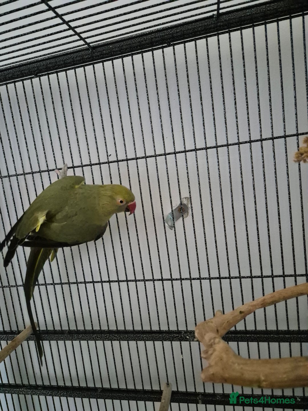 Parrots birds for sale: Young ringneck parrot for sale  - Image 2