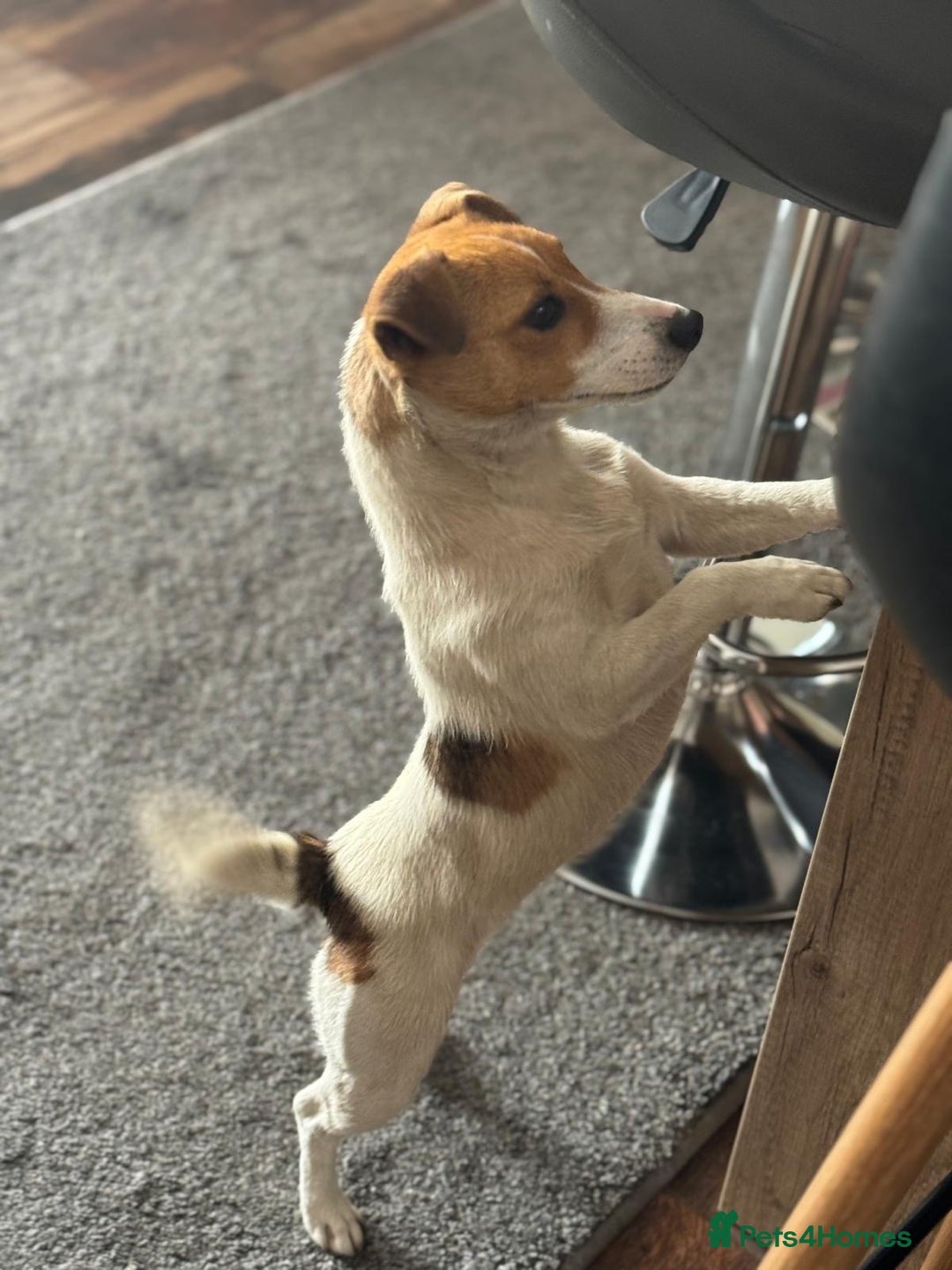 Jack Russell dogs for adoption: Sweet Jenni Looking for Love  - Image 2